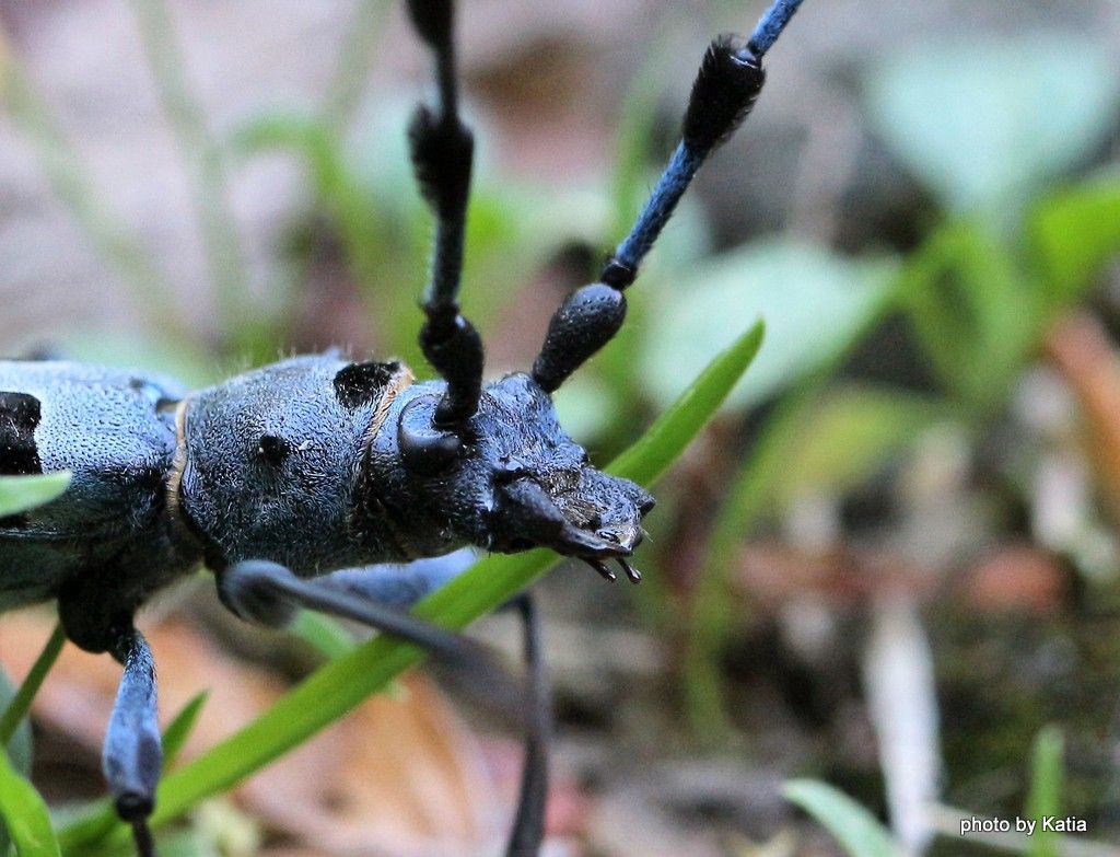 Cerambicidae: Rosalia alpina